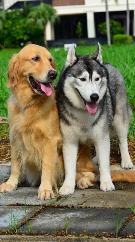 Dog Breeds That Get Along With Huskies | Dog Facts | Siberian Husky Aesthetic | Siberian Huskies Puppy Aesthetic Alaskan Malamute German Shepherd, Burmese Mountain Dog Puppy, Golden Retriever Australian Shepherd, Golden Husky, German Shepherd Golden Retriever, Golden Retriever Husky, Cute Husky Puppies, Husky Puppies, Rare Dogs