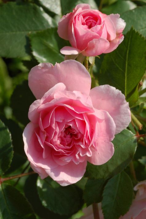 Fairy Rose, Rose Reference, Maria Rose, Rose Arbor, Backyard Flowers, Types Of Roses, Color Magenta, Rose Of Sharon, David Austin Roses