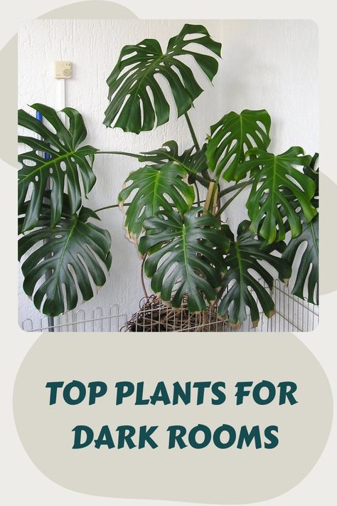 Monstera plant with large, glossy leaves thriving in a dimly lit room. Text: "Top plants for dark rooms". Plants That Don’t Need Light, Indoor Plants That Don’t Need Sunlight, Dark Apartment Brighten, Dark Room Plants, Plants That Dont Need Sunlight, Plants For Dark Rooms, Low Light House Plants, Dark Rooms, Indoor Palms