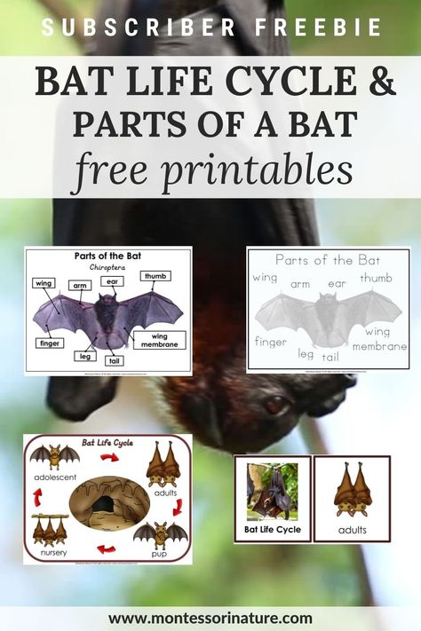 Bat Life cycle and Parts of a Bat - Free Printable - Montessori Nature Bat Science Activities, Bats Unit Study, Bat Lessons, Bats Science, Bats Unit, Bats Activities, Bat Printable, Nature Printables, Early Childhood Teacher