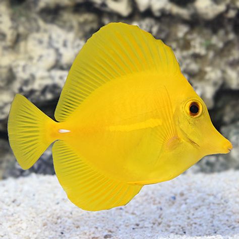 Yellow Tang - Hawaii Marine Aquarium Fish, Yellow Tang, Ocean Aquarium, Saltwater Aquarium Fish, Tang Fish, Saltwater Fish Tanks, Coral Fish, Yellow Animals, Salt Water Fishing