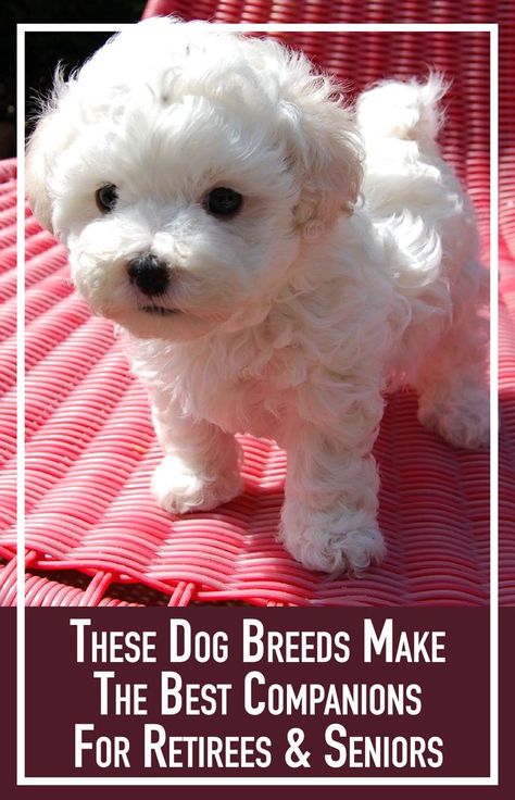 Top Dog Breeds, Havanese Puppies, Maltese Puppy, White Dog, Small Dog Breeds, Bichon Frise, Cute Cats And Dogs, Little Dogs, Yorkshire Terrier