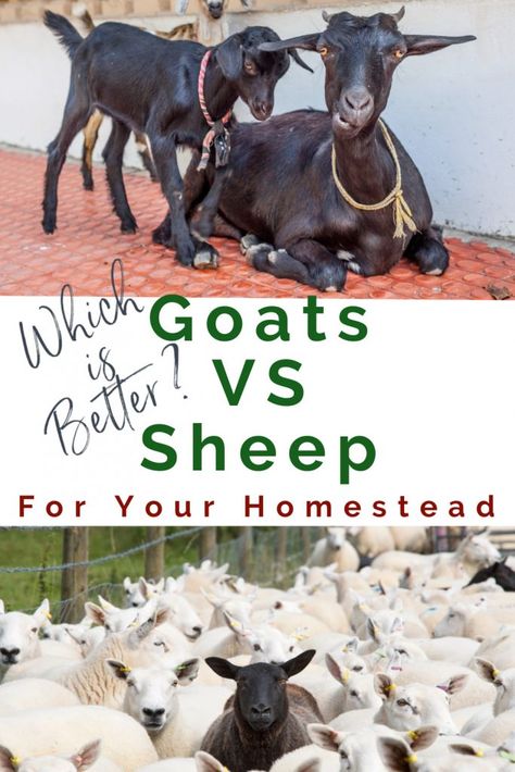 Goats Vs Sheep-Which Is Best For You? - My Homestead Life Pet Goats, Keeping Goats, Goat Health, Pet Goat, Feeding Goats, Raising Farm Animals, Goat Herding, Goat Care, Goat Barn