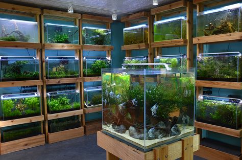 Aquarium Zen, Seattle. Tropical Fish Store, Aquatic Plants and Nature Aquarium Supplies - Home Aquarium Store, Fish Store, Aquarium Shop, Aquarium Garden, Aquascape Design, Tropical Fish Tanks, Tropical Fish Aquarium, Aquarium Terrarium, Fishing Room