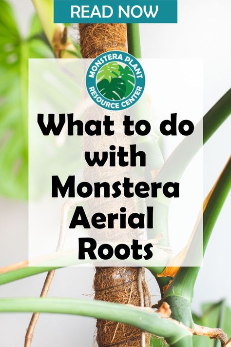 Monstera plants are epiphytes, meaning they grow on other plants, like trees, and climb up toward the light. These plants grow aerial roots to help them affix to surfaces so they can climb. Without these aerial roots, monsteras wouldn’t get enough sunlight under the dense rainforest canopy. Learn more about Monstera Aerial Roots and what to do with them. Monstera Plant Air Roots, Monstera Climbing Frame, How To Tie Up Monstera Plant, Aerial Roots Monstera, Monstera Air Roots, Diy Monstera Trellis, Climbing Monstera Plant, Indoor Climbing Plants Ideas, Monstera Trellis Ideas