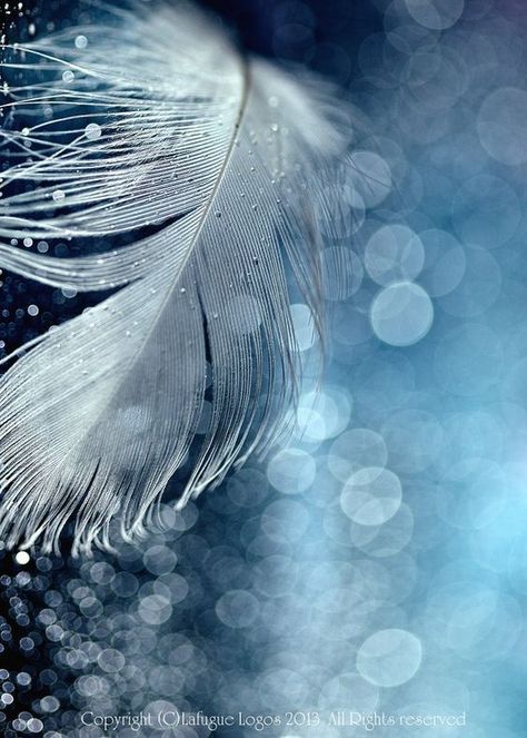 - just breathe - Feather Photography, Photography Macro, Feeling Blue, Jolie Photo, Blue Aesthetic, Nature Wallpaper, Macro Photography, Beautiful Photography, Beautiful Wallpapers