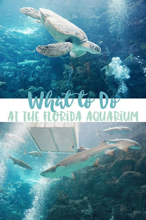 Tampa Aquarium, Florida Activities, Florida Aquarium, Florida Adventures, Dolphin Art, Florida Life, Airport Design, Family Forever, Clearwater Florida