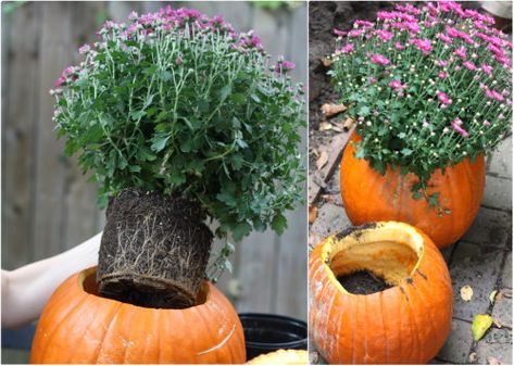 Pumpkin Planters, Porch Update, Fall Landscaping, Outside Fall Decor, Fall Container Gardens, Pumpkin Planter, Pumpkin Arrangements, Carved Pumpkins, Fall Containers