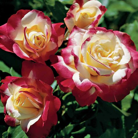 Double Delight Rose, Flower Hedge, Garden Tool Holder, Hybrid Tea Rose, Rose Care, Rose Pictures, Growing Roses, Hybrid Tea Roses, Rose Bush