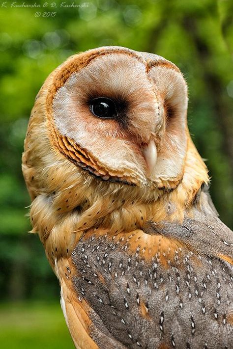 Baby Barn Owl, Voice Of Nature, Steampunk Owls, Owl Photography, Totem Animal, Oc Board, Owl Artwork, Owl Pet, Owl Pictures