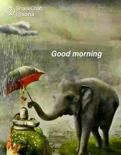 Elephant Good Morning, Rainy Day Images, Rainy Good Morning, Mental Relaxation, Good Morning Rainy Day, Rainy Day Quotes, New Good Night Images, Morning Quotes For Friends, Hug Quotes