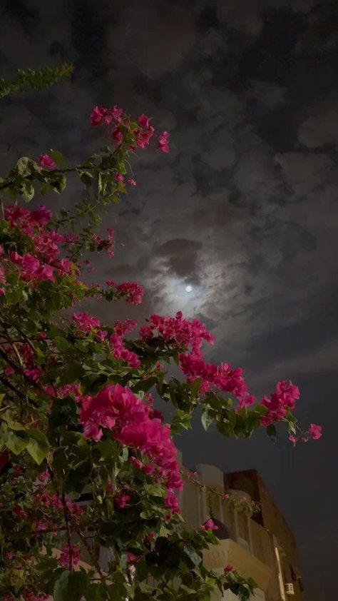 Photos Flowers, Moonlight Photography, Sky Photography Nature, Flowers Photography Wallpaper, Nothing But Flowers, Night Scenery, Pretty Landscapes, Night Sky Photos, Human Art