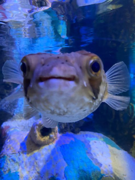 #pufferfish #fish #cute #cuteanimal #aquarium Cute Puffer Fish, Fish Cute, Puffer Fish, Anna Maria Island, Summer Vibes, Fish Pet, Puffer, Lab, Cute Animals