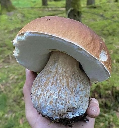 Nature Mystic, Mushroom Types, Bolete Mushroom, Mushroom Identification, Mushroom Pictures, Mushroom Fungi, Wild Mushrooms, Art And Architecture, Beautiful Nature