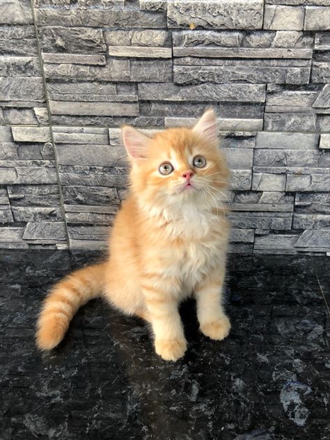 Kitten, cute kitten, persian cat, orange cat Ginger Persian Cat, Orange Persian Cat, Long Haired Kittens, Orange Kitten, Persian Kitten, Cat Orange, Ginger Kitten, Orange Kittens, Kitten Cute