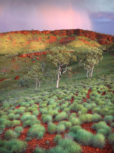 Australian Landscape Art, Australia Scenery, Australia Painting, Landscape Australia, Great Barrier Reef Australia, Australian Landscapes, Australian Desert, Australian Country, Australia Landscape