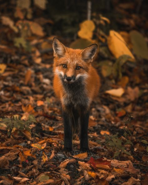 Fall Photography Nature, Photo Halloween, Autumn Animals, Visit Maine, Foxes Photography, Autumn Magic, Wildlife Park, Majestic Animals, Autumn Scenery