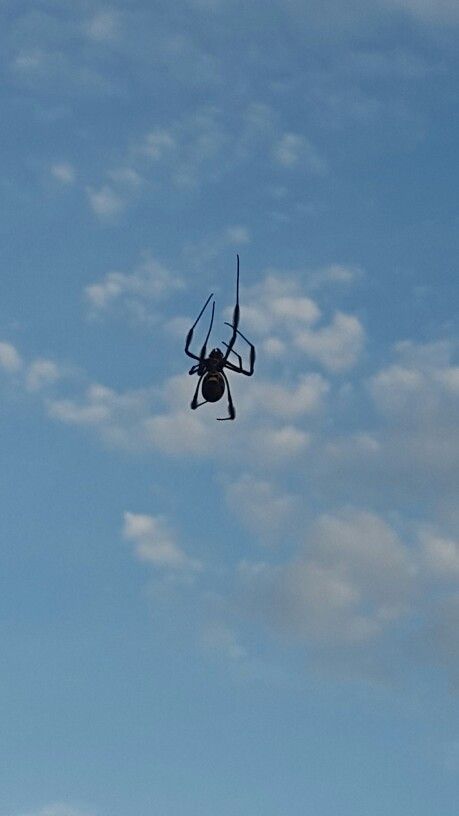 Spider climbing up to the clouds Spider Climbing, Wildlife Photos, The Clouds, Spiders, Climbing, Natural Landmarks, Travel, Nature