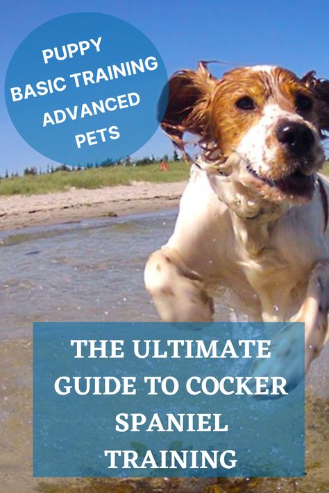 From Puppy to Advanced, Pets to Working Spaniels. Everything that you need to train a Cocker Spaniel. Cocker Spaniel Training, Working Cocker Spaniel, Working Cocker, Cocker Spaniel Puppies, Mental Stimulation, Spaniel Puppies, Cocker Spaniels, Stay Calm, How To Train