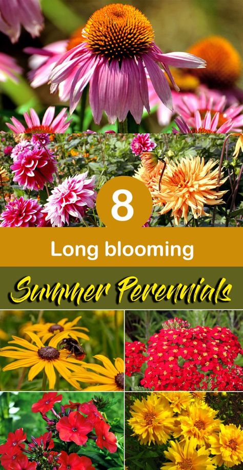 Summer Perennials, Blooming Perennials, Long Blooming Perennials, Summer Flowers Garden, Sun Perennials, Summer Plants, Garden Yard Ideas, Garden Care, Perennial Garden