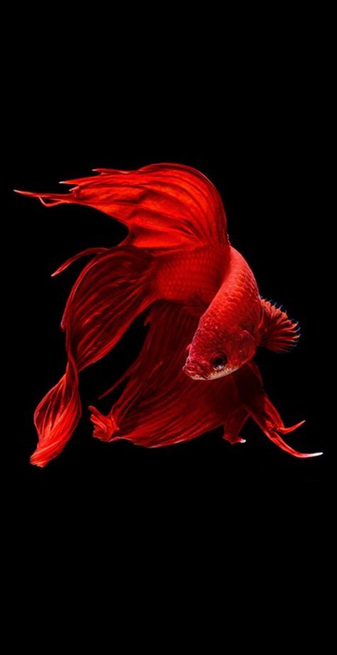 Red fish Ikan Air Tawar, Embroidery Crafts, Air Tawar, Beta Fish, Carpe Koi, Fish Wallpaper, Exotic Fish, Beautiful Fish, Red Fish