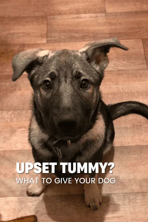 Learn how to handle your puppy's upset stomach with these effective remedies!   Discover the signs of an upset tummy in dogs, including changes in appetite, drinking habits, disorientation, vomiting, and bowel movements.   Find out when it's time to see a vet and when you can try home remedies.   Explore options like a bland diet, sweet potatoes, pumpkin, bone broth, ginger, and plain yogurt to soothe your puppy's tummy. Dog Stomach Ache Remedies, Dog Tummy Ache Remedy, Pumpkin For Dogs Upset Stomach, Upset Stomach Remedy For Dogs, Dog Vomit Remedies, Remedies For Throwing Up, Dog Upset Stomach Remedies, Upset Stomach Remedy, Dog Upset Stomach