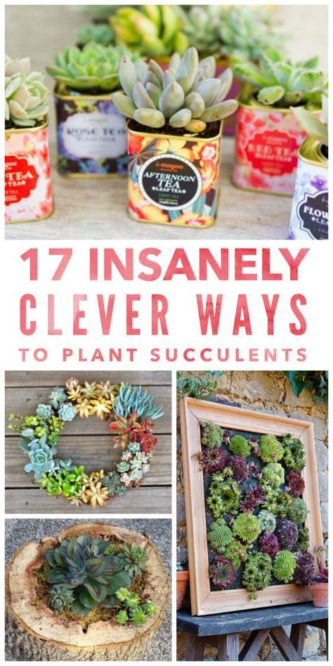 Big Succulent Arrangement, Diy Succulents Planters, Cute Ways To Plant Succulents, Succulent Crafts To Sell, How To Plant Succulents In Containers, Diy Succulent Planters Ideas, Potted Cactus Garden, Large Succulent Arrangements, Unique Succulent Planter Ideas