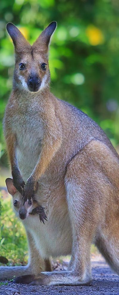 Kangaroo & Joey.. I want to draw these cuties Kangaroo Joey, Nosara, Wild Kingdom, Australian Animals, Palau, Amazing Animals, Vanuatu, Animals Of The World, Animal Tattoos