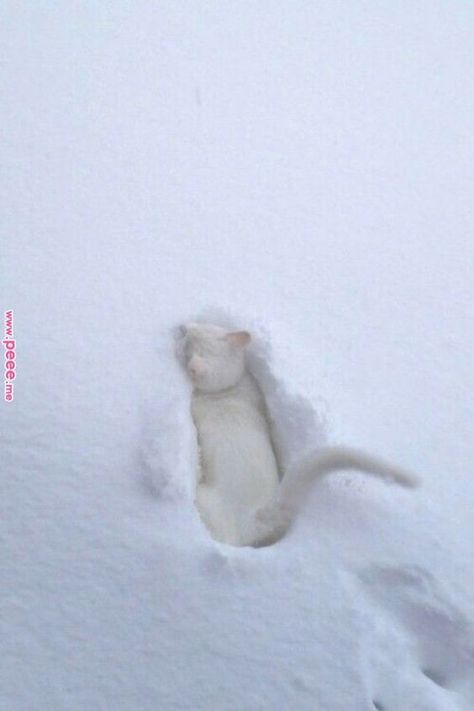 Camouflage mode activated 😄  #whitecat #snow #snowcat #outdoorcat #whitekitty #kitty Nosara, Söt Katt, White Cats, Cute Creatures, Pretty Cats, Funny Animal, 귀여운 동물, Animals Friends, White Cat