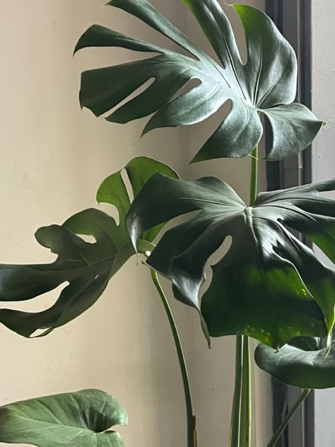 Swiss Chess Plant, Swiss Cheese Plant Aesthetic, Monstera Aesthetic, Pfp For Tiktok, Unhinged Memes, Green Marketing, Marketing Aesthetic, I Love Plants, Swiss Cheese Plant