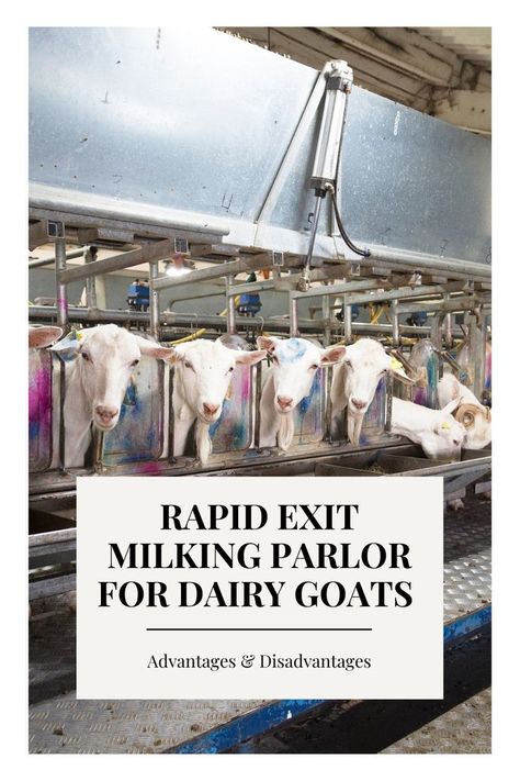 Goat Milking Parlor, Milk Parlor, Milking Parlor, Goat Milking, Farming Guide, Goat Barn, Dairy Goats, Dairy Farm, Milk Production