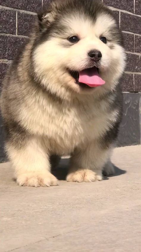 Alaskan Malamute Puppy, Giant Alaskan Malamute, Malamute Puppy, Alaskan Malamute Puppies, Malamute Dog, Malamute Puppies, Light Board, Cute Animals Puppies, Dream Dog