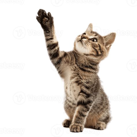 AI generated Cute Cat Reaching Up with Paw on Transparent Background Cat Reaching, Paw Background, Cat Reference, Cat Paw, Reference Poses, Cat Paws, Photoshop Design, Art Reference Poses, Free Png