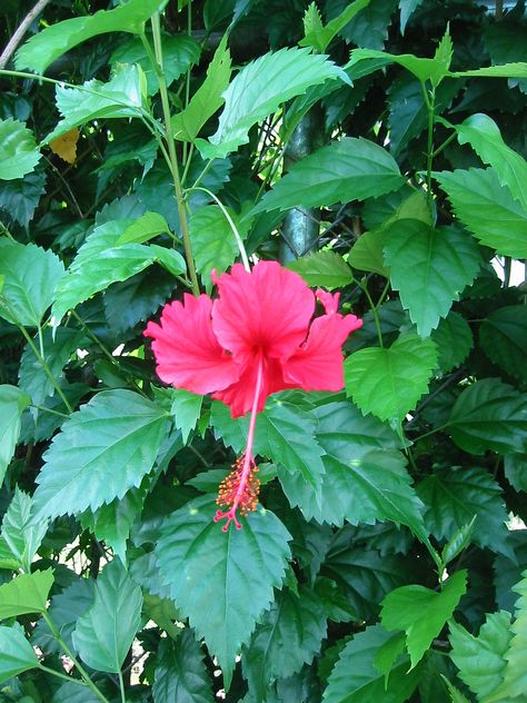 Hibiscus plants thrive on attention. Pruning hibiscus is a great way to give these plants just what they need. Pruning helps stimulate budding on new shoots. By Nikki Phipps (Author of The Bulb-o-licious Garden) Cerca Natural, Hibiscus Bush, Growing Hibiscus, Pruning Plants, Hibiscus Garden, Hibiscus Tree, Florida Plants, Hibiscus Plant, Fall Garden Vegetables