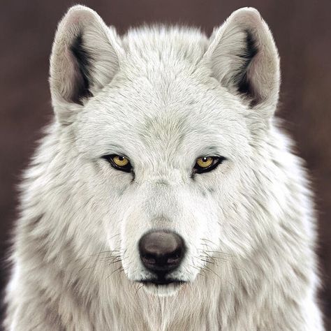 ArtStation - White Wolf test, Massimo Righi Wolf Puppy, Wolf Eyes, Puppy Drawing, Arctic Wolf, Fantasy Wolf, Wolf Spirit Animal, Wolf Wallpaper, Wolf Love, Wolf Drawing