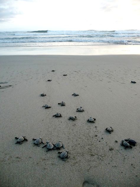 Volunteer in Costa Rica... http://www.oysterworldwide.com/gap-year-in-costa-rica.php Costa Rica Turtle Conservation, Costa Rica Turtles, Vision Board Volunteer, Costa Rica Volunteer, Bali Volunteering, Coata Rica, Costa Rica Sea Turtles, Cost Rica, Turtle Conservation