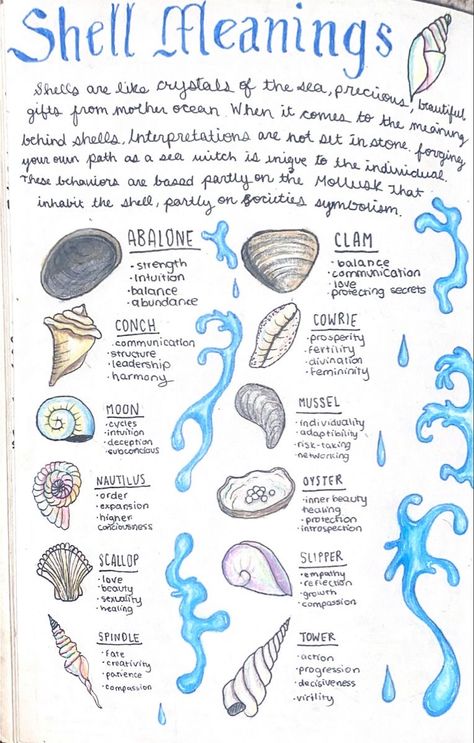 Shell Meaning, Water Witch, Art Coquillage, Wiccan Magic, Witch Spirituality, Grimoire Book, Magic Spell Book, Magick Book, Wiccan Spell Book