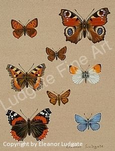 Butterfly Paintings Fine Art Fairycore Bedroom, Butterfly Identification, British Butterflies, Butterfly Paintings, Swan Pictures, Watercolor Beautiful, Fauna Illustration, Garden Cake, Illustration Art Design