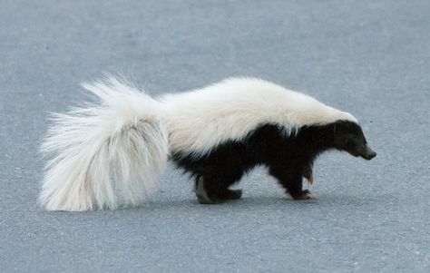 Conepatus leuconotus - western variant (tail is completely white) White Skunk, Trophic Level, Animals Around The World, Pat Pat, Alternative Universe, Social Commentary, Shape Shifting, Special Words, All About Animals