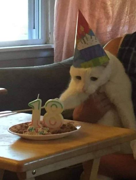 Silly Cats Pictures, Silly Animals, Birthday Hat, Cat Birthday, Cat Aesthetic, Funny Cute Cats, Silly Cats, Pretty Cats, Cute Little Animals