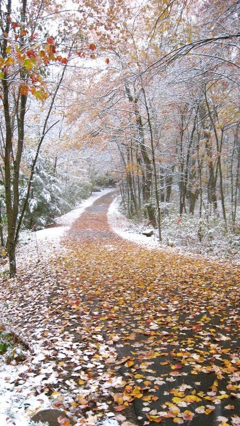 Autumn snow, Litchfield, CT by Walks Across #connecticut #newengland Winters Tafereel, Wallpaper Cantik, Winter Beauty, Winter Wonder, Winter Scenes, Winter Time, In The Woods, Belle Photo, Beautiful World