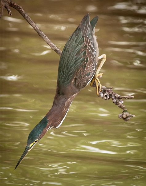 A green heron looking for fish. Beautiful. Heron Photography, Names Of Birds, King Fisher, Green Birds, Canary Birds, Green Heron, Coastal Birds, Bird Identification, White Crane