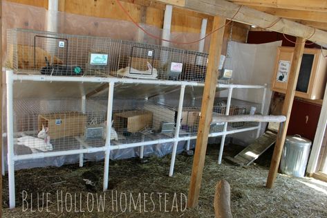 Meat Rabbit Set Up, Rabbitry Setup Ideas, Rabbitry Setup, Rabbit Setup, Keeping Rabbits, Rabbit Breeding, Rabbit Hutch Plans, Rabbit Stuff, Rabbit Farm