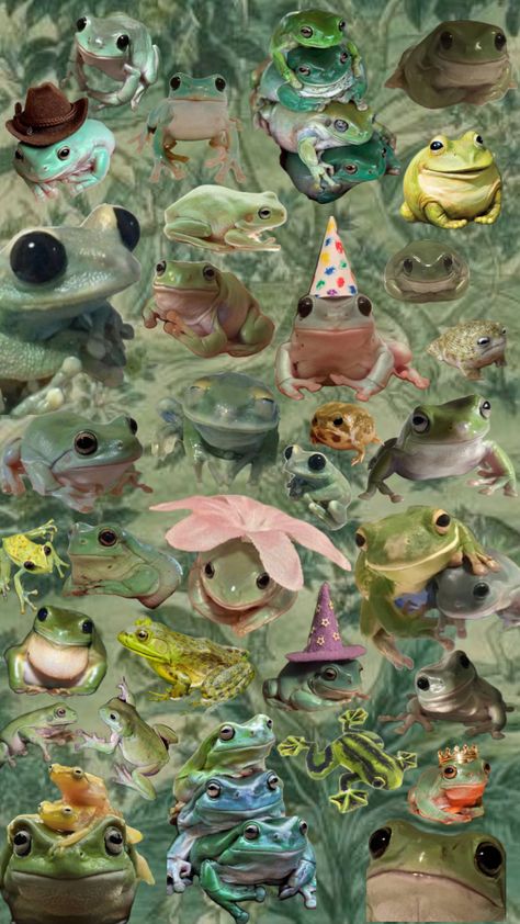 #frog #frogs4life #fyppppp #wallpapercollage Pet Frogs, Frog Wallpaper, Hippie Wallpaper, Frog And Toad, Silly Animals, Draw Something, Cute Frogs, Aesthetic Pictures, Wallpaper Backgrounds