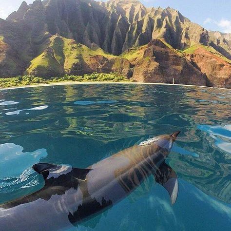 Na Pali Coast Kauai, Na Pali Coast, Kauai Island, Hawaii Life, Kauai Hawaii, Hawaii Vacation, In The Ocean, Hawaii Travel, An Animal