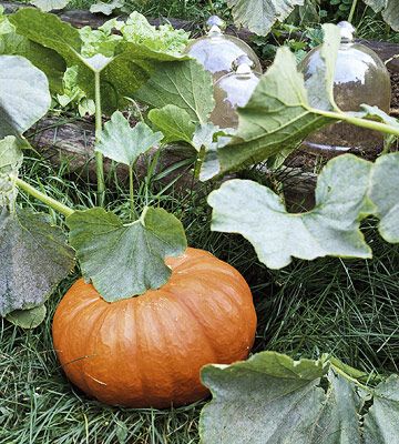 Deathday Party, Allotment Inspiration, Planting Food, Corn Growing, Planting Pumpkins, Fall Farm, Pumpkin Garden, Pumpkin Images, Growing Pumpkins