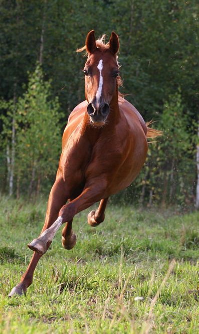 Arabian Horse Arabian Horse Show - Western Competition Egyptian Stallion Breeding PIntabians Horse Running, Most Beautiful Animals, Chestnut Horse, Majestic Horse, All The Pretty Horses, Horse Crazy, Horse Coloring, Arabian Horse, Pretty Horses