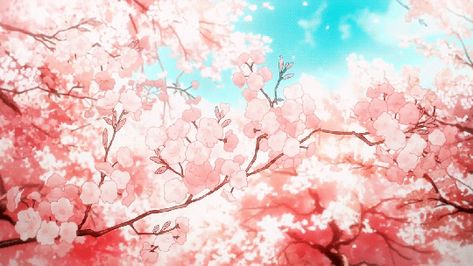 pretty anime gifs Anime Cherry Blossom Wallpaper, Anime Cherry Blossom, Sakura Wallpaper, Pink Blossom Tree, Blossom Wallpaper, Cherry Blossom Wallpaper, Cherry Blossom Japan, Cherry Blossom Background, Sakura Tree