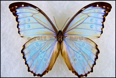 Morpho Godartii Lachaumei -Male Morpho Godarti, Moth Collection, Light Blue Butterfly, Butterfly Paintings, Butterfly And Moth, Blue Butterfly Wings, Iridescent Light, Blue Morpho Butterfly, Butterfly Lighting