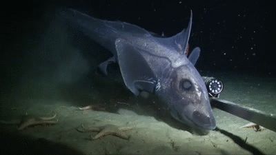 Ghost shark Cartilaginous Fish, Sea Kingdom, Ghost Shark, Shark Species, Dark Ghost, Continental Shelf, Dreamy Ocean, Marine Science, Animal Inspiration